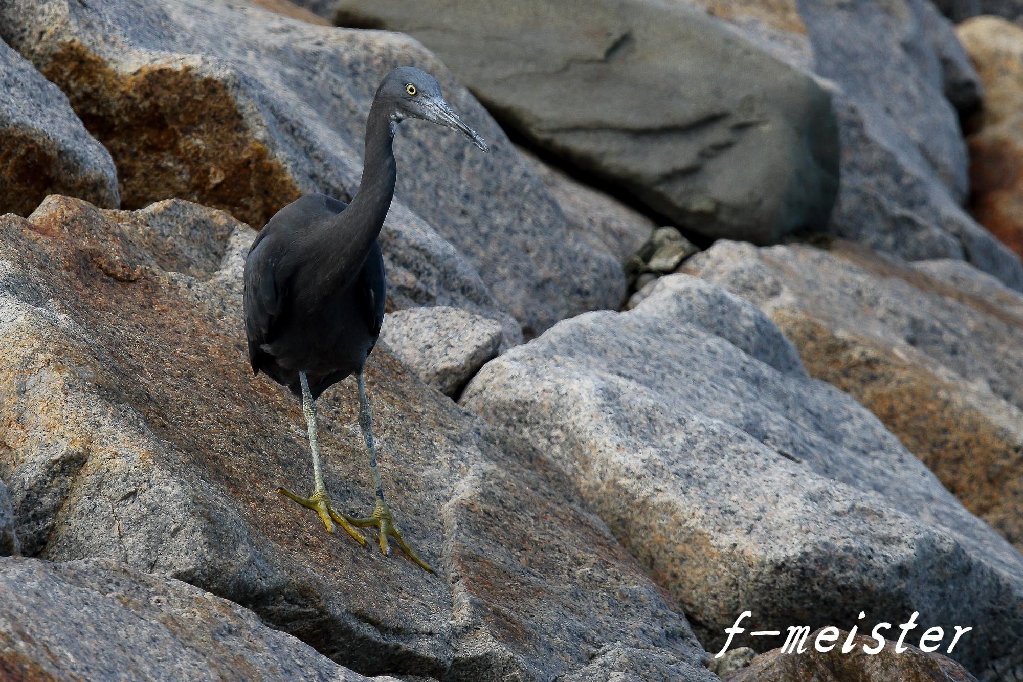 クロサギ　ライファー　(2016年9月3日)_f0254180_21554140.jpg