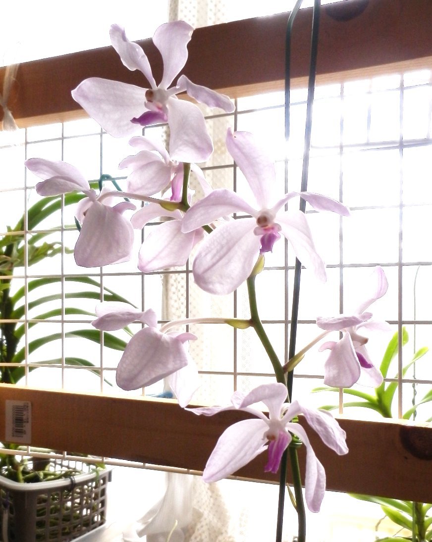 バンダ セルレア ピンク ビカクとバンダと北国と