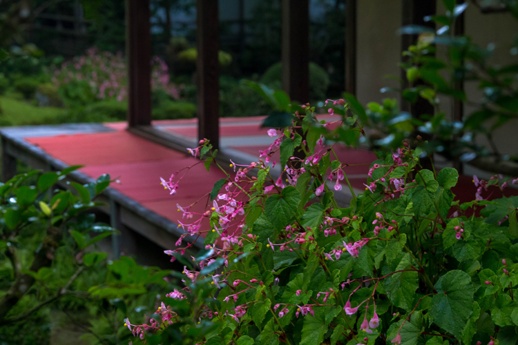 三千院_e0051888_5274652.jpg