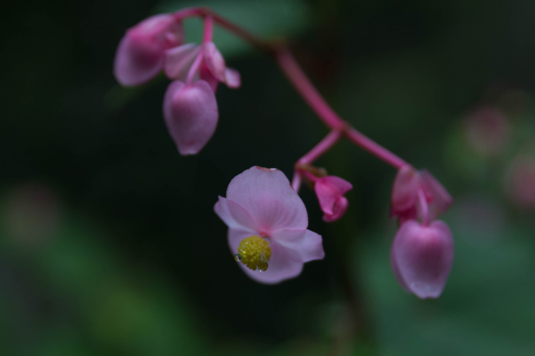 三千院_e0051888_531144.jpg