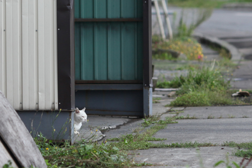 自由な猫たち　2016年9月　＃2_f0003598_20155442.jpg