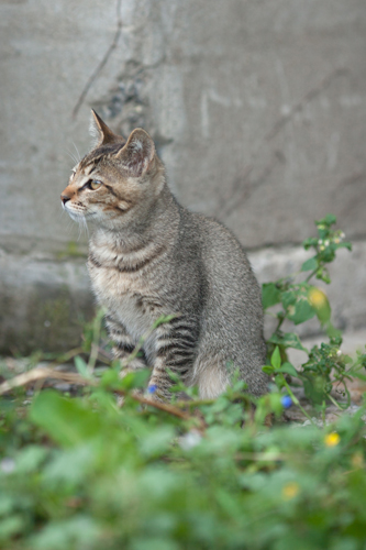 自由な猫たち　2016年9月　＃2_f0003598_20164077.jpg