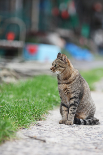 自由な猫たち　2016年9月　＃2_f0003598_20185923.jpg