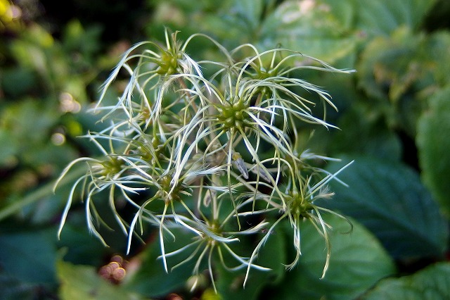 e0137200_2037216.jpg