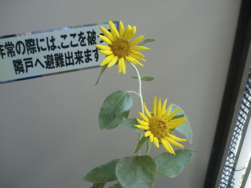 e0353802_17164928.jpg