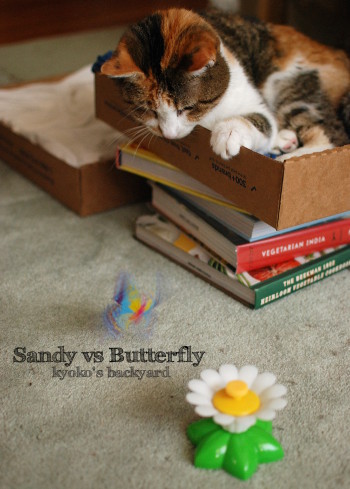 Sandy vs くるくるバタフライ_b0253205_06072963.jpg