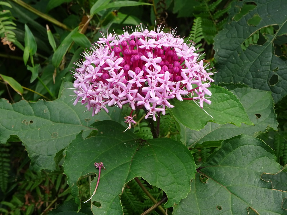 b0052108_7132153.jpg