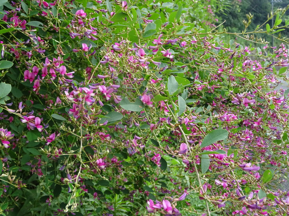 b0052108_7145056.jpg
