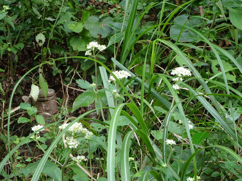 b0052108_76838.jpg