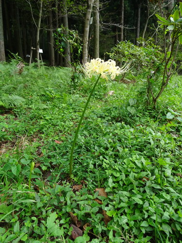 b0052108_775880.jpg