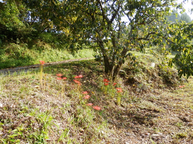 f0219710_07013616.jpg