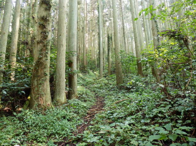 金峰山（山口790m）_f0219710_07063270.jpg