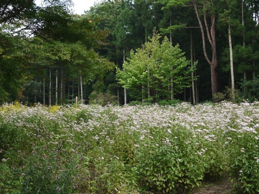e0205713_21351915.jpg