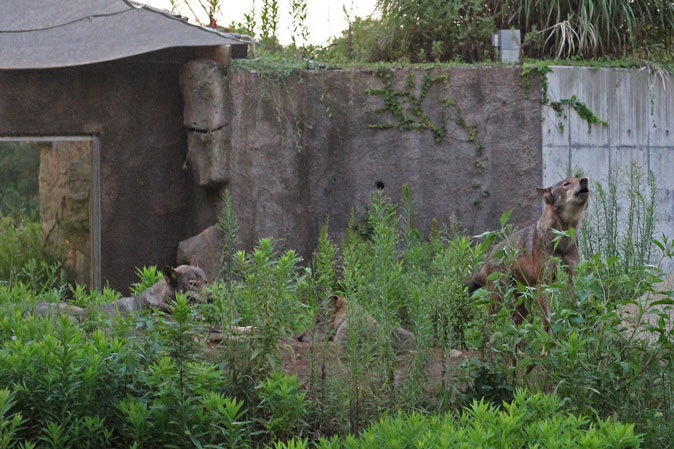 サマーナイト@Tama Zoo～タイリクオオカミ、日没の遠吠え_b0355317_00234474.jpg