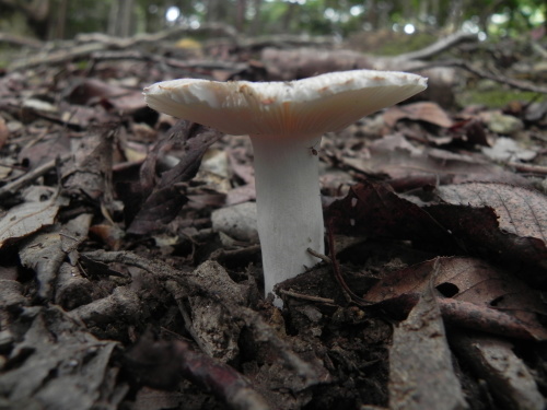 e0352220_23303134.jpg