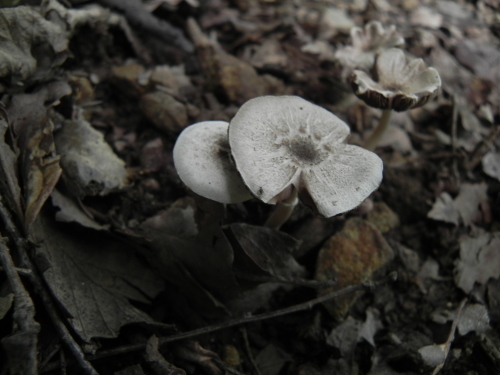 e0352220_23352290.jpg