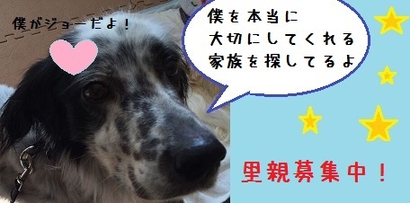 犬のじゅうたんフェスタ準備中！_f0343323_15411259.jpg