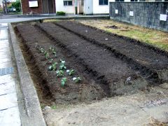 冬野菜の植え付け2016_d0041124_17251334.jpg