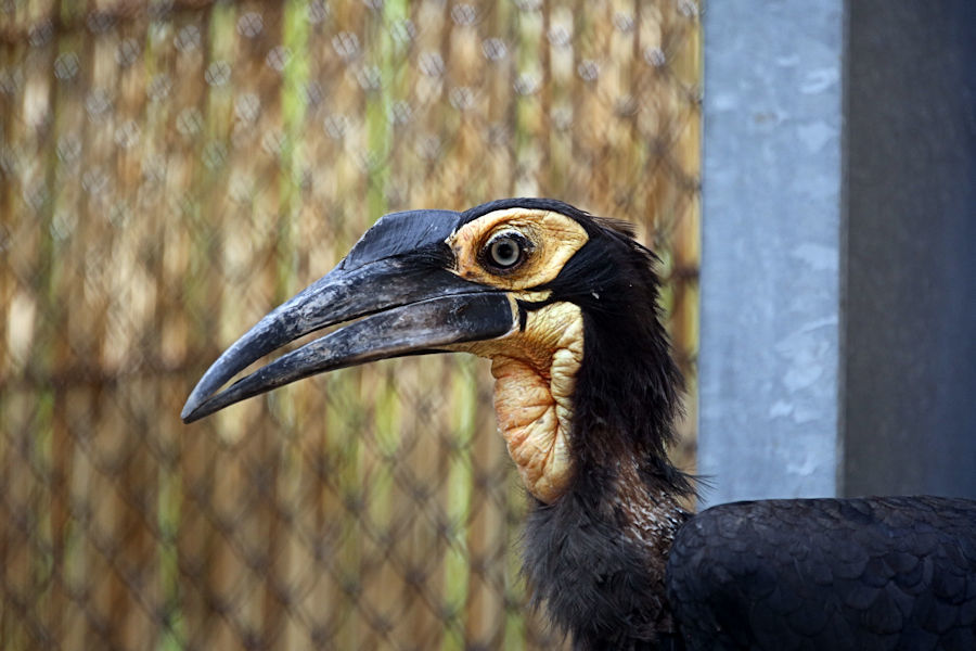 今年も繁殖 ミナミジサイチョウ : 動物園放浪記