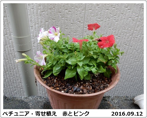 e0033229_18331519.jpg