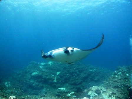 Amazing Manta !! _a0189838_22563013.jpg