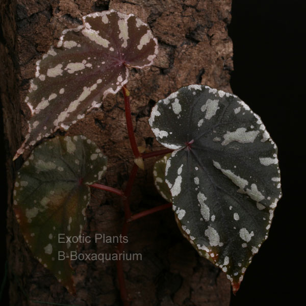 Begonia penrissenensis　ベゴニア・ペンリッセネンシスという原種ベゴニア入荷～!!_e0190138_1205364.jpg