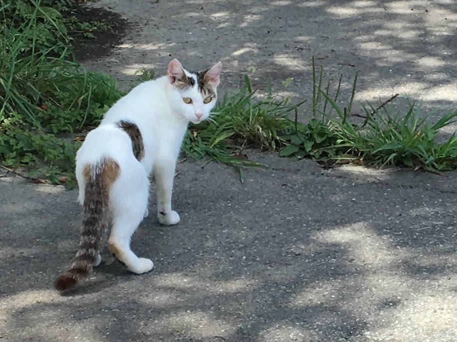 b0330040_10352784.jpeg