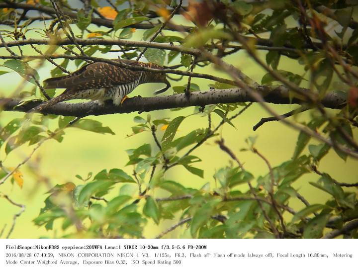 鳥羽井沼自然公園 2016.8.28(1)_c0062451_20551572.jpg