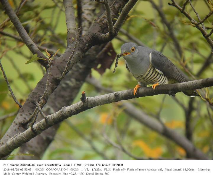 鳥羽井沼自然公園 2016.8.28(1)_c0062451_211011.jpg