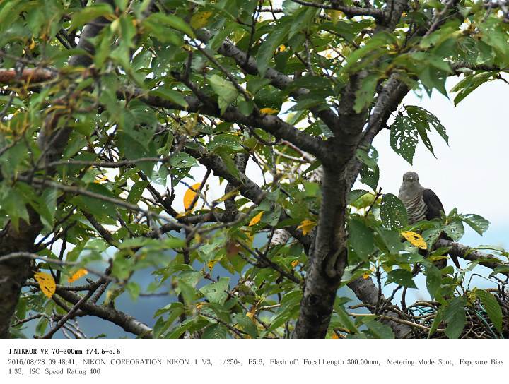 鳥羽井沼自然公園 2016.8.28(1)_c0062451_21174346.jpg