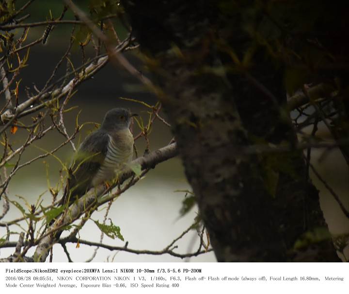 鳥羽井沼自然公園 2016.8.28(1)_c0062451_2193514.jpg