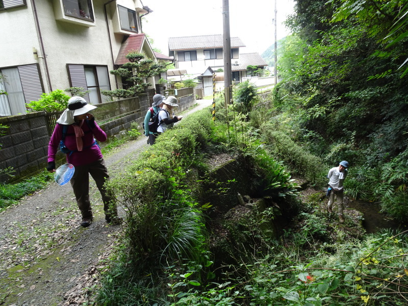 シニア自然大学１１期生「花四会」・・・「孝子の森での植物観察」_c0108460_20474829.jpg