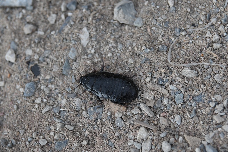 オオゴキブリ 対馬の自然と生き物