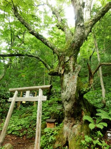 8/19 「常念岳」 登山、その4 ~ 山頂から下山、帰宅。_e0045768_22352192.jpg