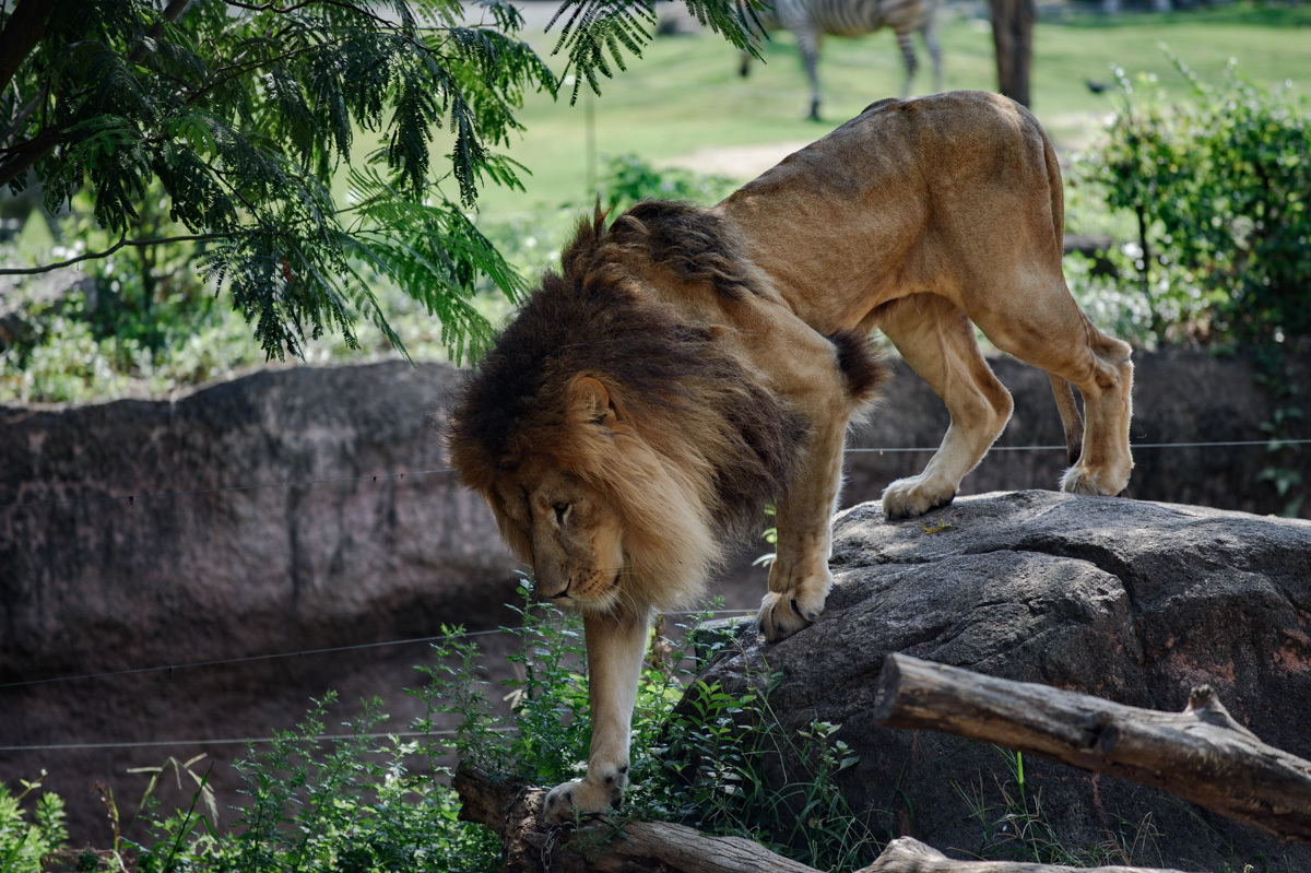 動物園　ライオン_a0301676_09205702.jpg