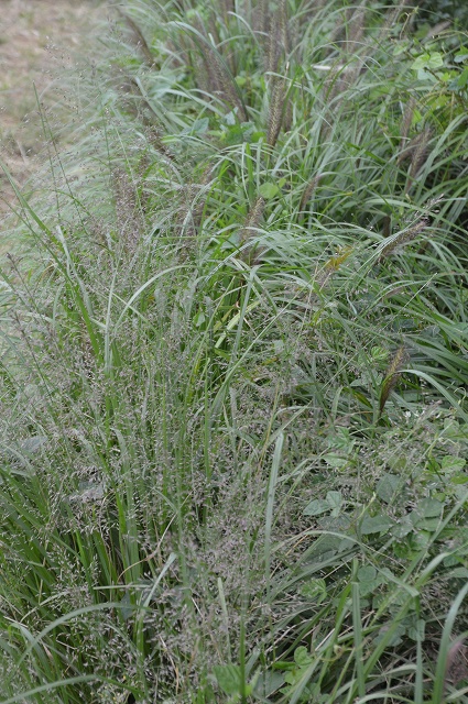 c0124100_05275.jpg