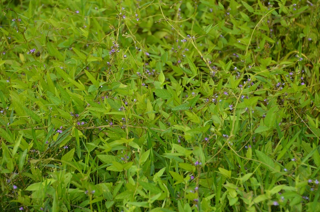 c0124100_055219.jpg