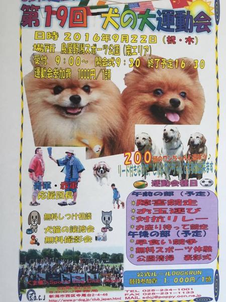 犬の大運動会に出店します_d0293002_17263086.jpg