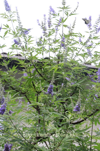 a0123003_21474541.jpg