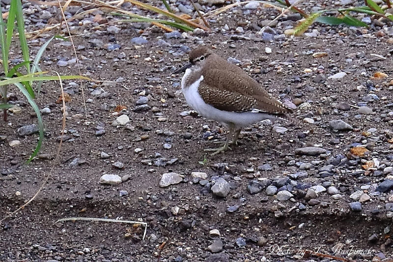 探鳥に苦慮する日々_d0334006_19482536.jpg