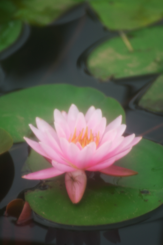 栃木市 つがの里の蓮_a0263109_13550972.jpg