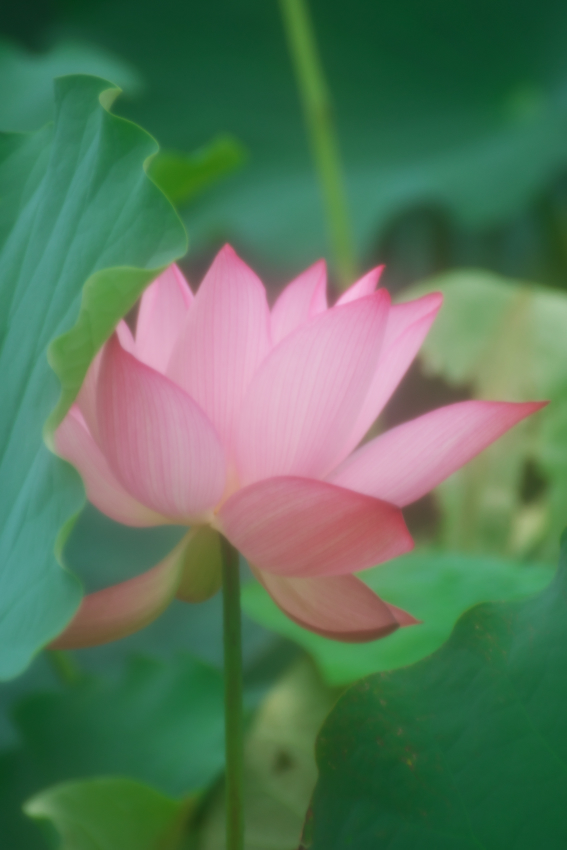 栃木市 つがの里の蓮_a0263109_13584234.jpg
