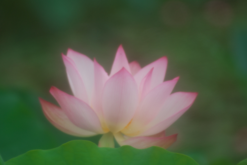 栃木市 つがの里の蓮_a0263109_13584314.jpg