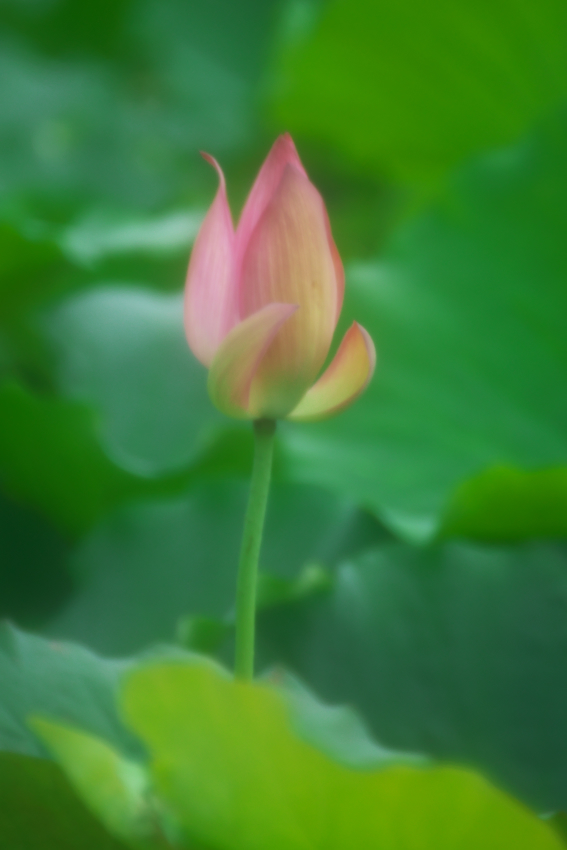 栃木市 つがの里の蓮_a0263109_13584322.jpg