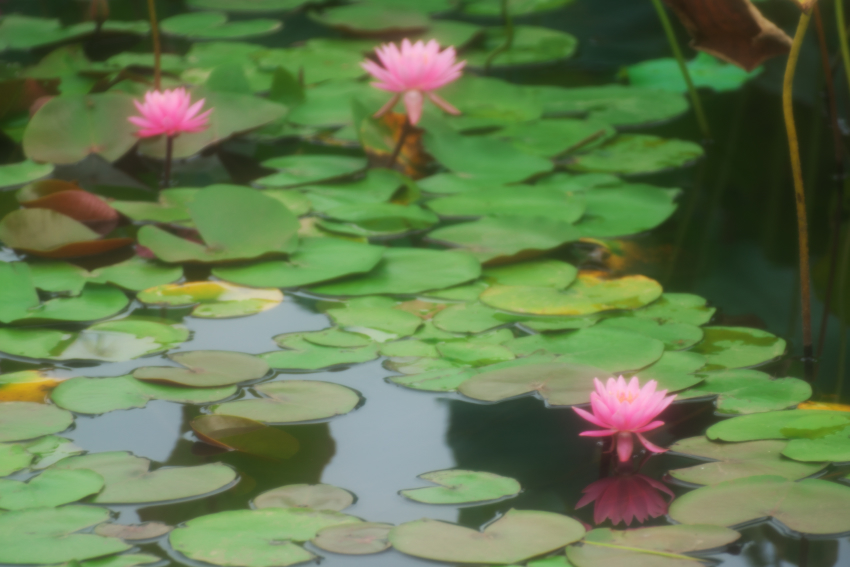 栃木市 つがの里の蓮_a0263109_13584374.jpg