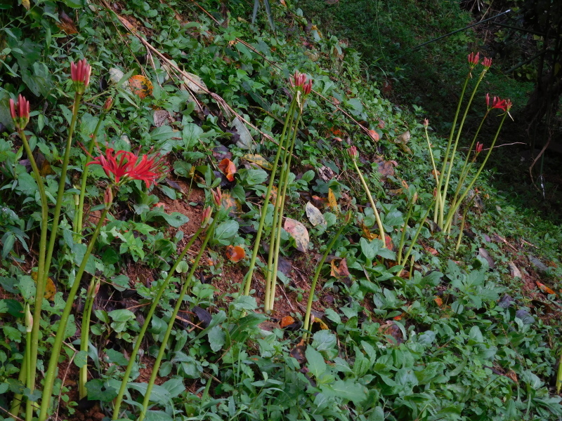 a0125419_08073541.jpg
