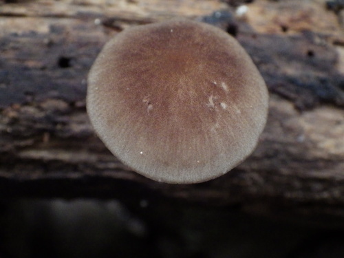 e0352220_10253001.jpg