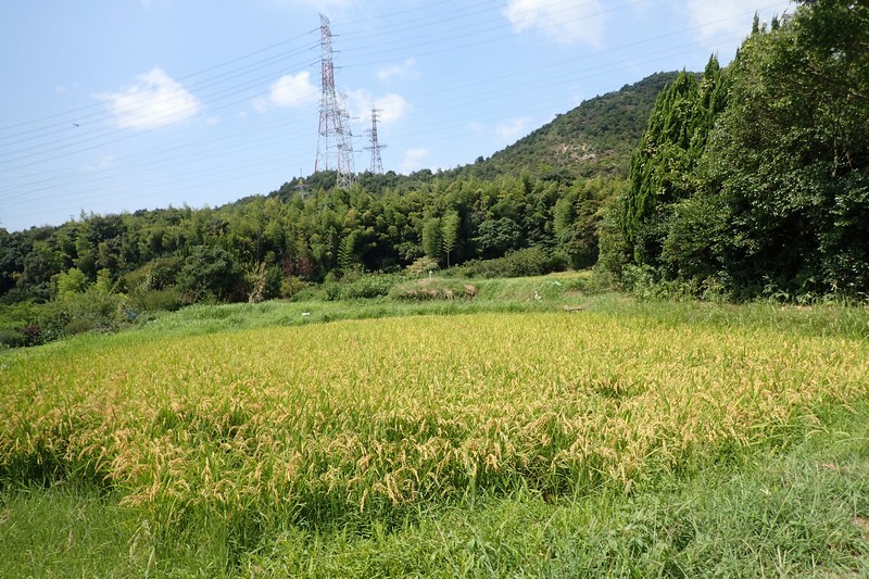 ため池界隈で見たトンボ_c0369423_23370258.jpg