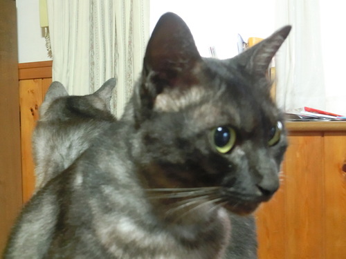 a0243325_8362797.jpg