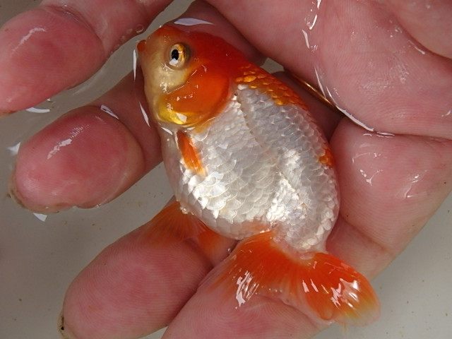 f0334143_8375755.jpg